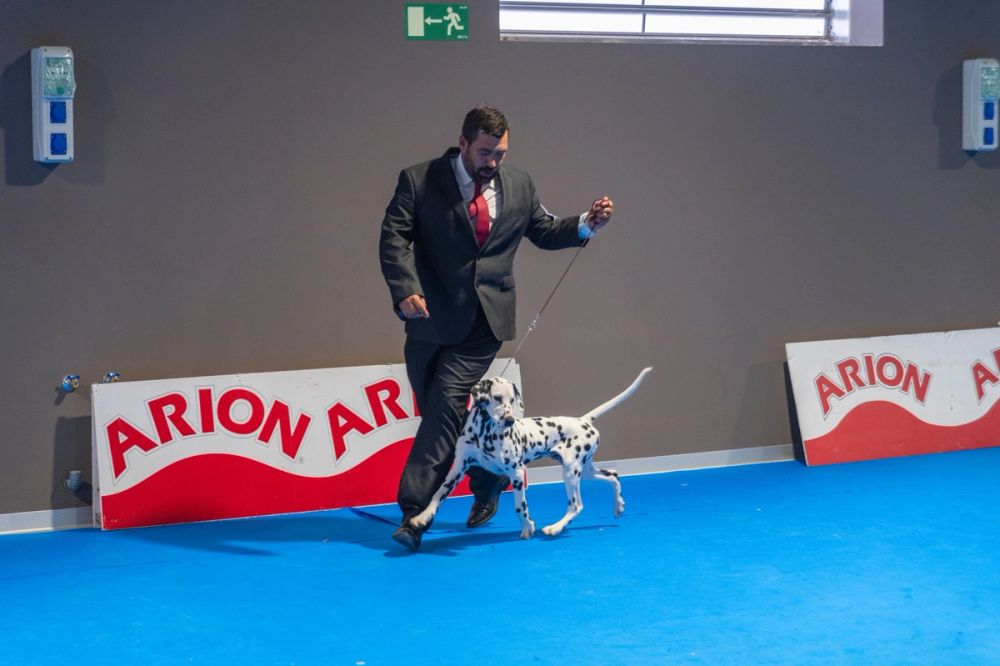 Exposicion canina (ciudad real) 02-06-2024