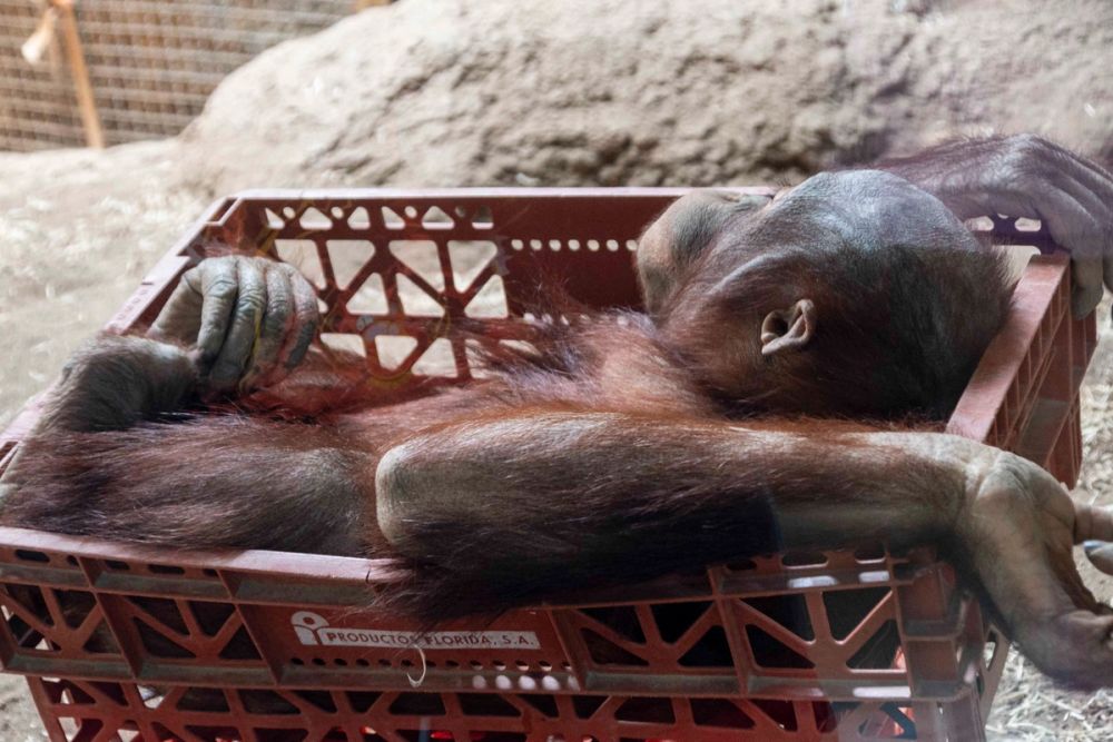 Zoo 29-07-2026