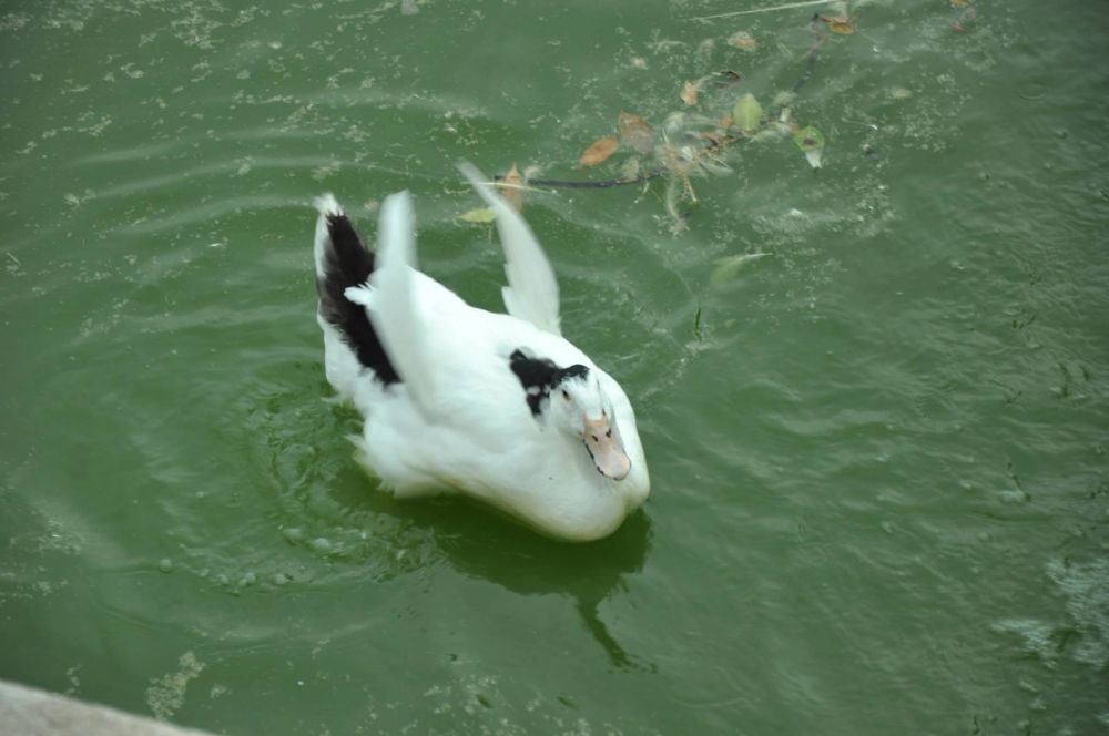 Ocas y patos en parque polvoranca (Leganes) 30-08-2014