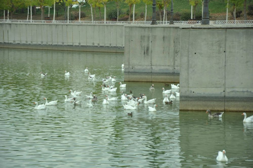 Ocas y patos en parque polvoranca (Leganes) 30-08-2014