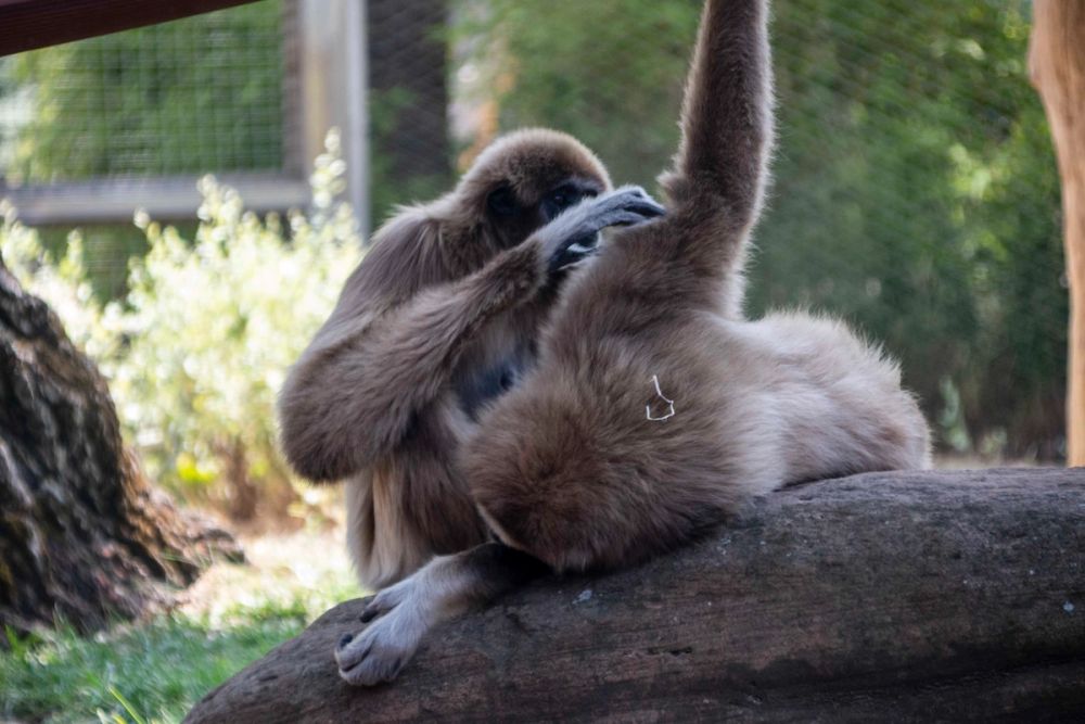 Zoo 29-07-2026