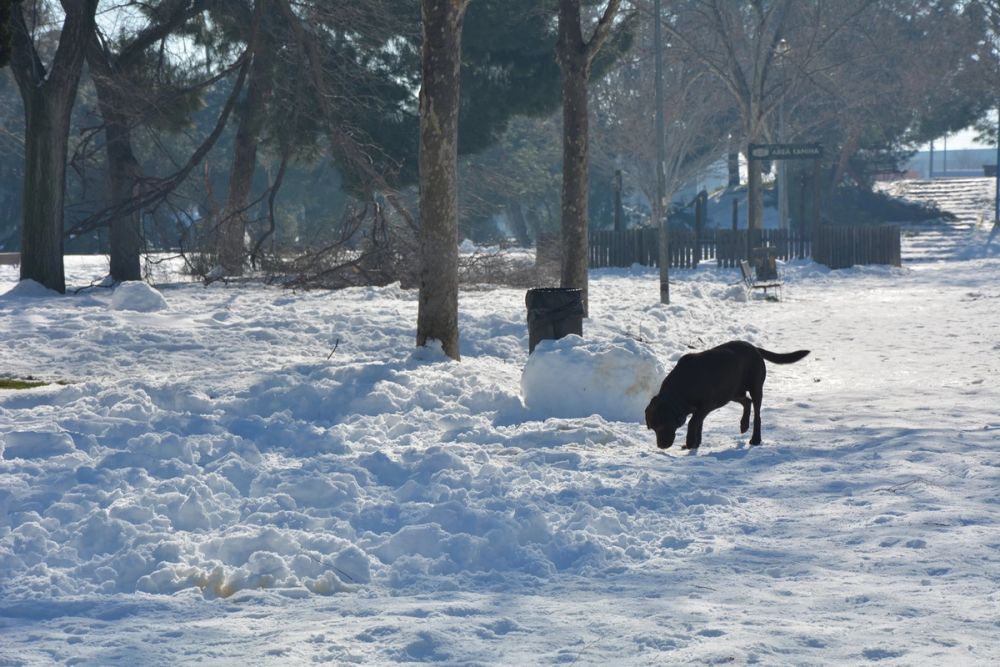 Conan en la nieve (leganes) 2021