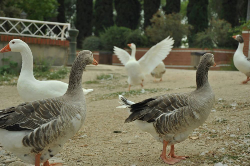 Ocas y patos en parque polvoranca (Leganes) 30-08-2014