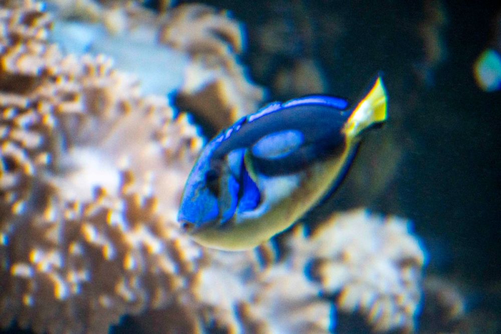 Zoo 29-07-2026