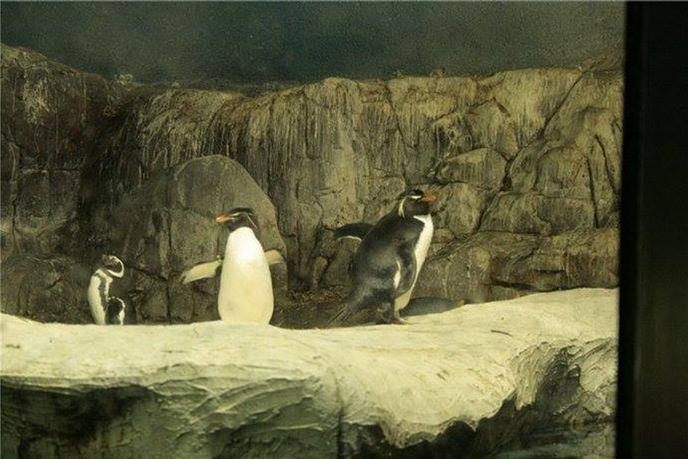 Faunia 2010