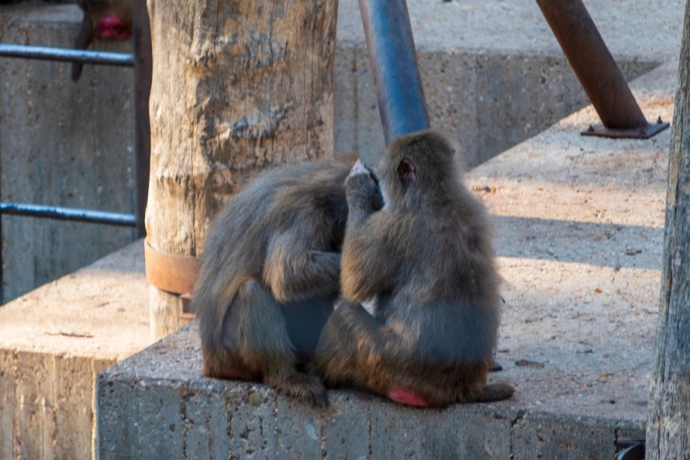 Zoo 17-08-2024