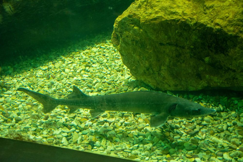 Zoo de Lillo 03-09-2022