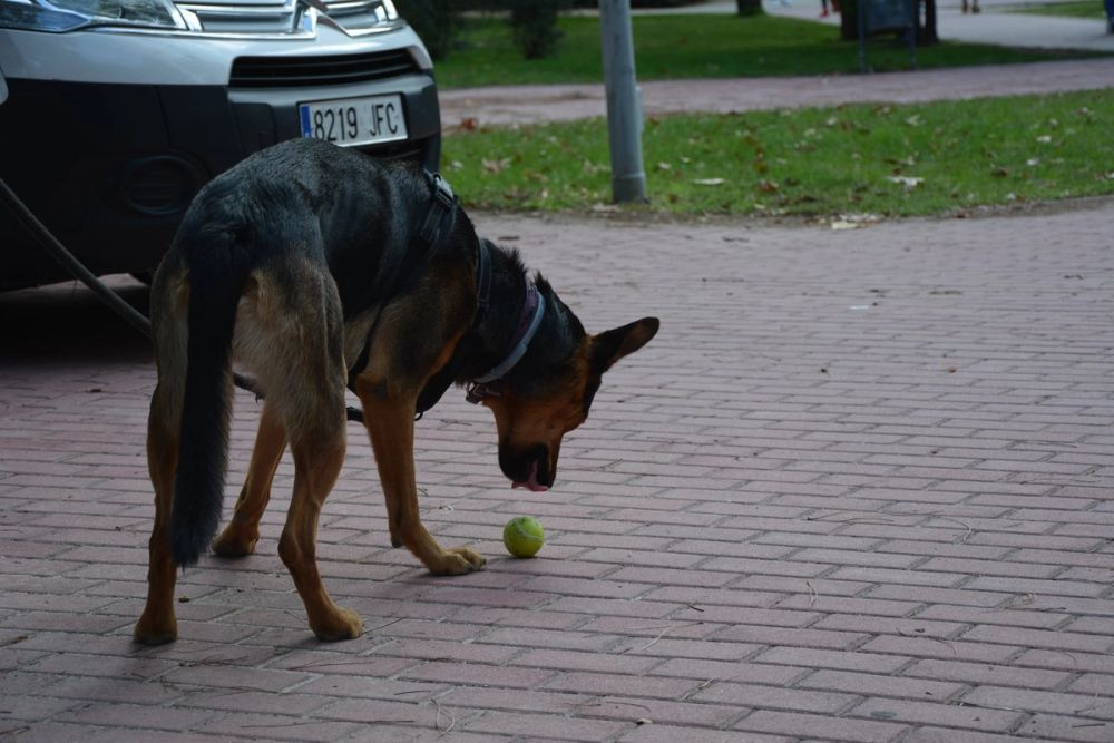 V ruta canina de Leganes 20-09-2020