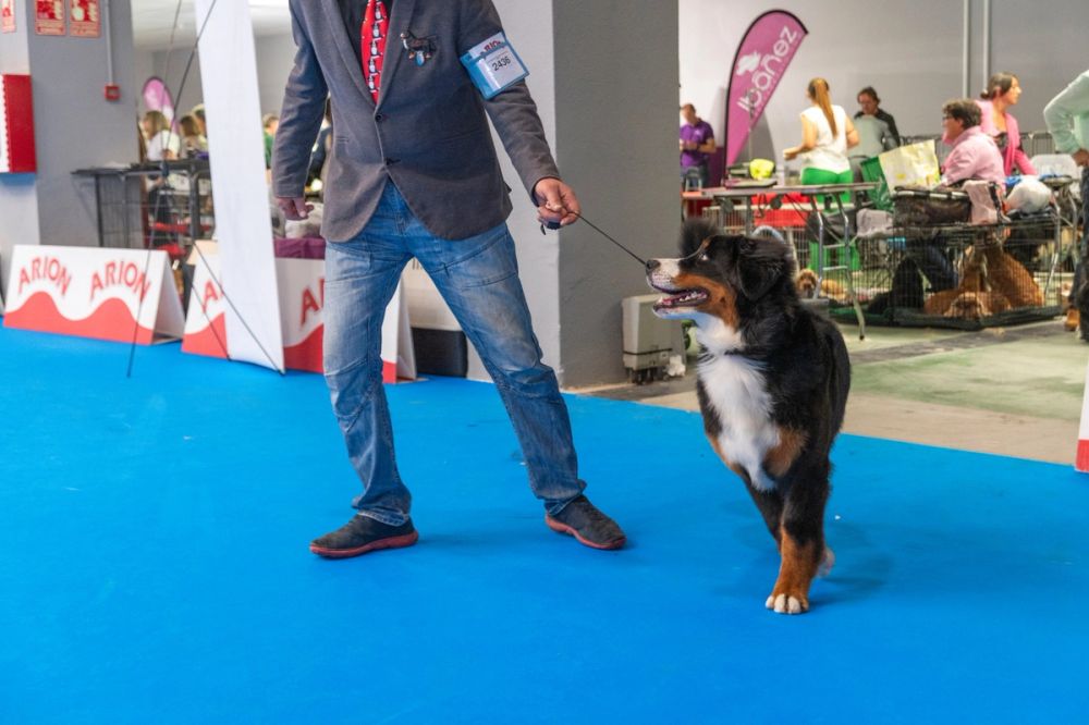 Exposicion canina (ciudad real) 01-06-2024