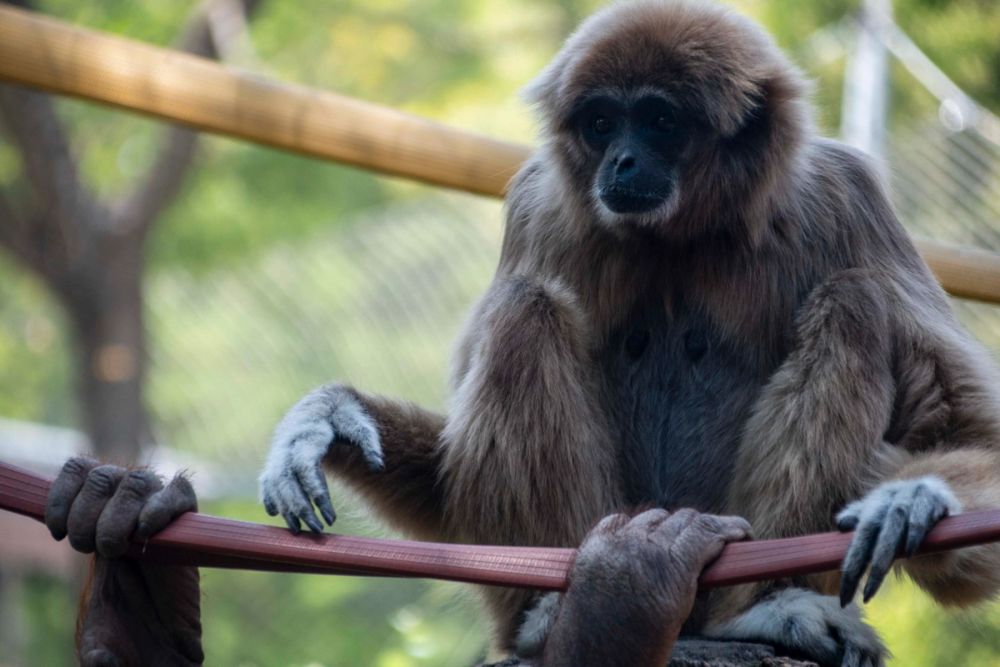 Zoo 29-07-2026