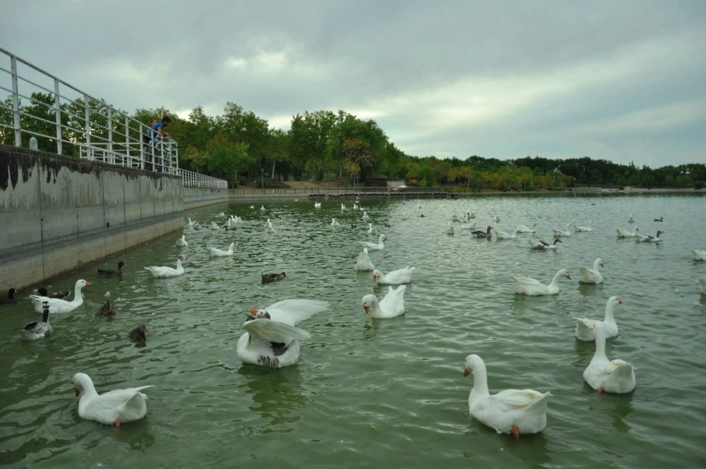 Ocas y patos en parque polvoranca (Leganes) 30-08-2014