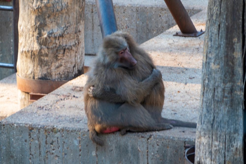 Zoo 17-08-2024