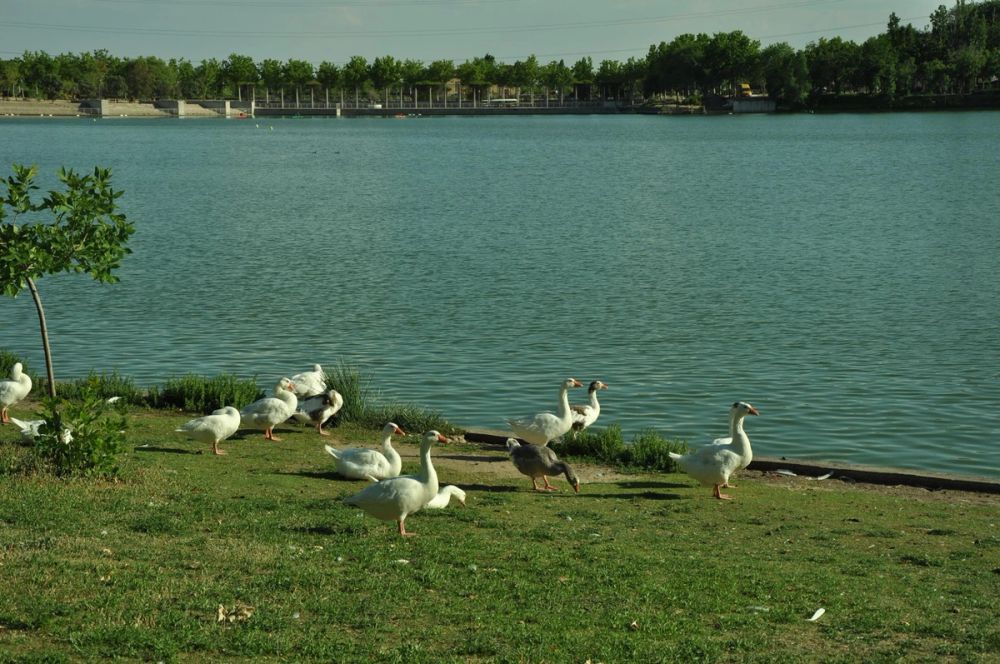 Ocas y patos en parque polvoranca (Leganes) 28-05-2015