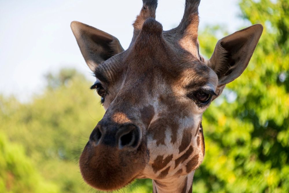 Zoo 17-08-2024