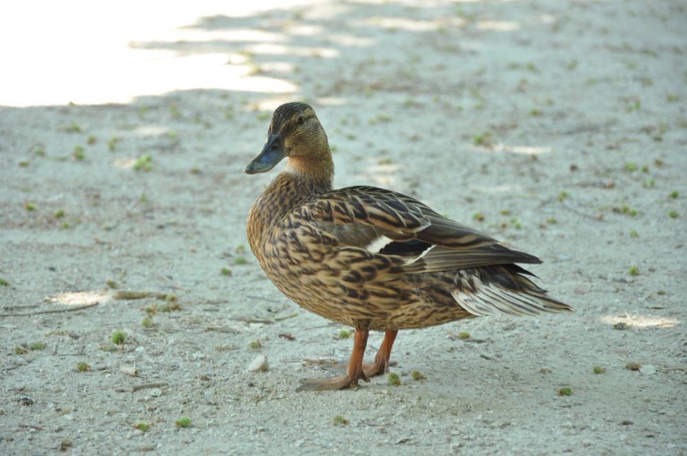 Parque del Retiro (Madrid) 30-05-2015