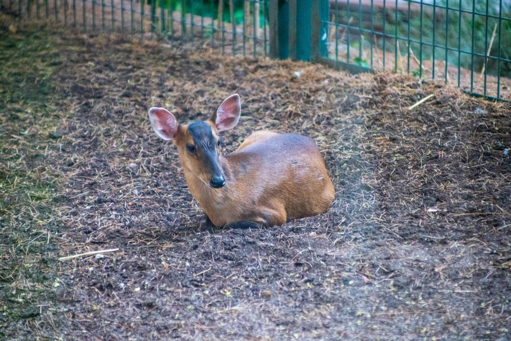 Faunia 03-08-2024