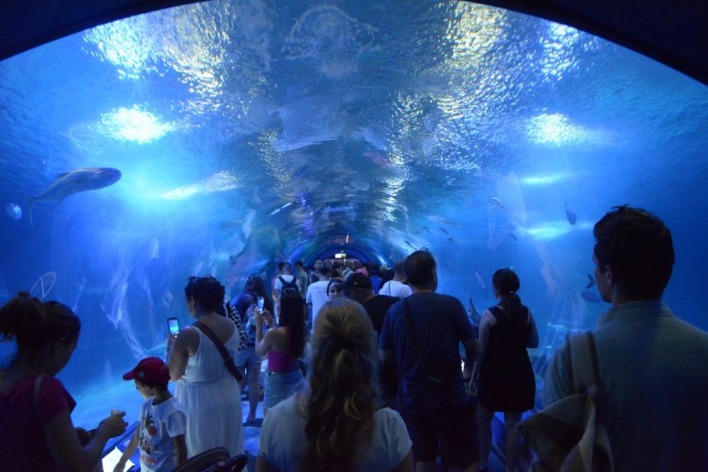 Oceanografic 2022