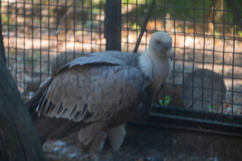 Zoo 17-08-2024