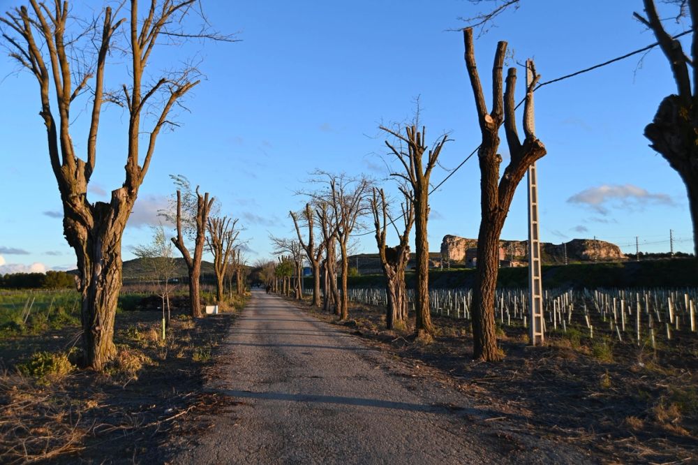 El romeral 29-03-2024