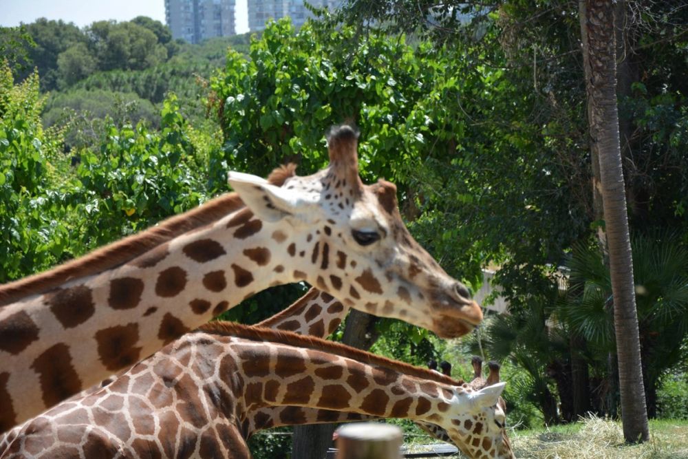zoo 07-07-2018