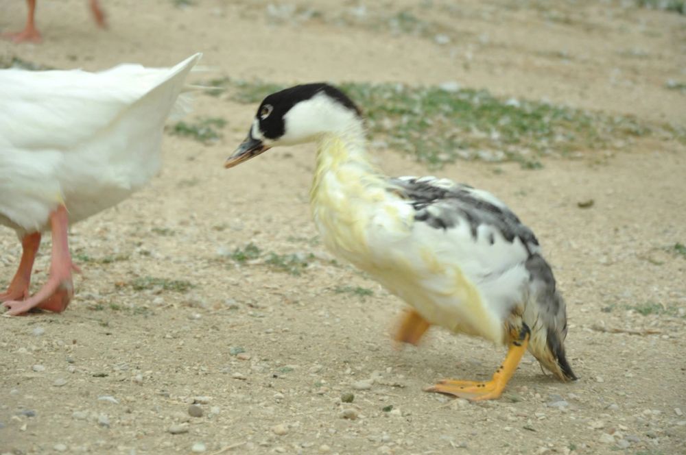 Ocas y patos en parque polvoranca (Leganes) 30-08-2014