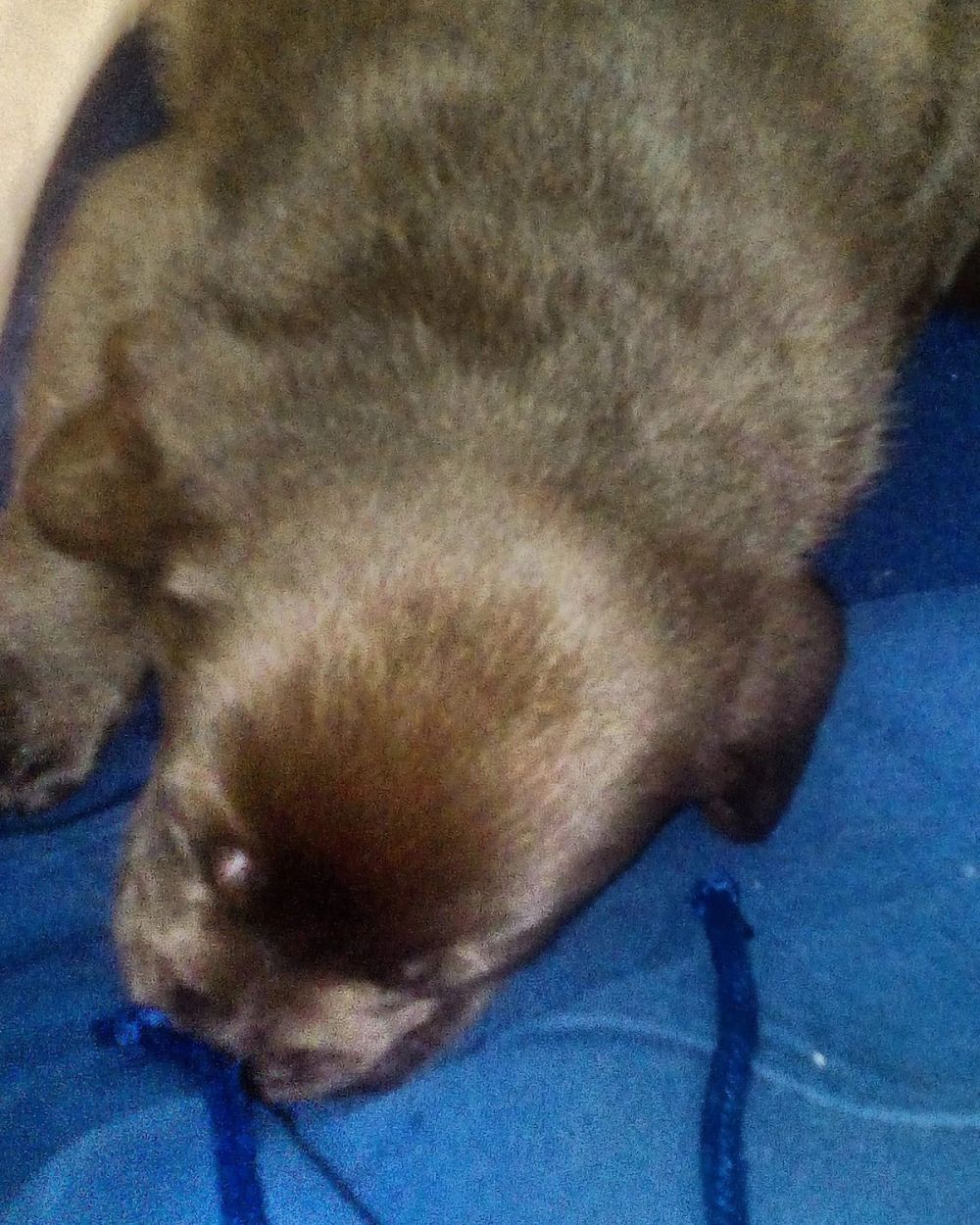 baby Conan