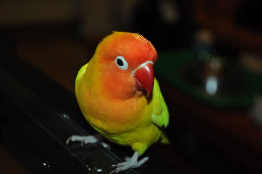 kuko y kiwi