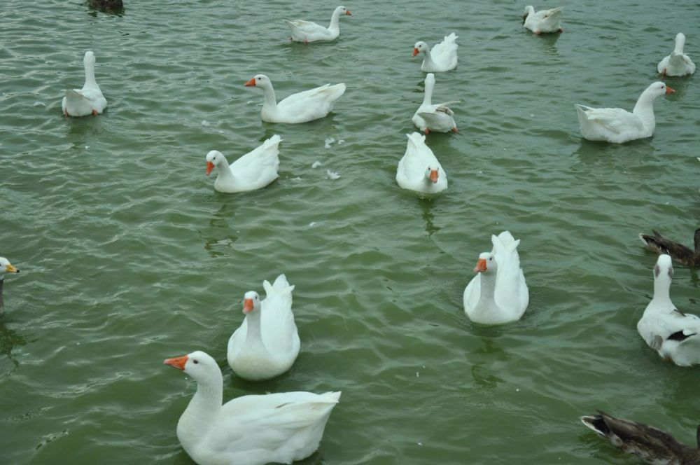 Ocas y patos en parque polvoranca (Leganes) 30-08-2014