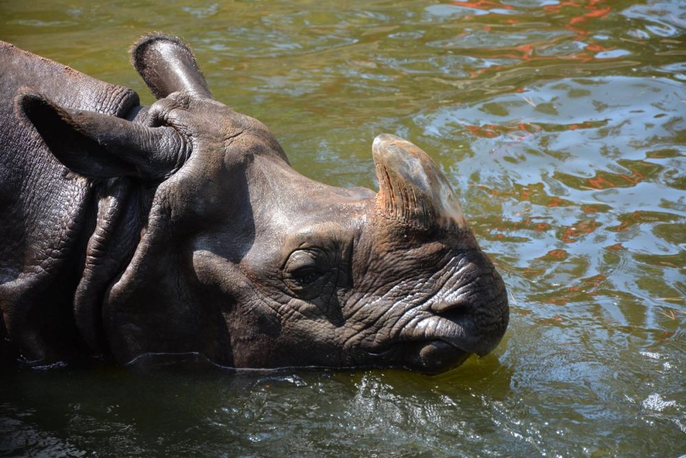 zoo 07-07-2018