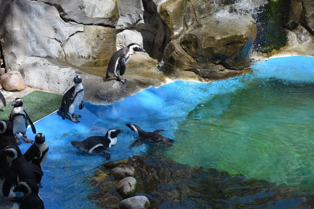zoo 07-07-2018