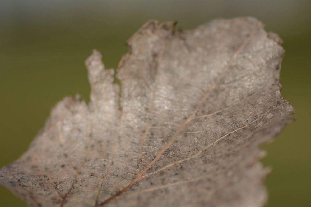 Fotografia Macro 2018