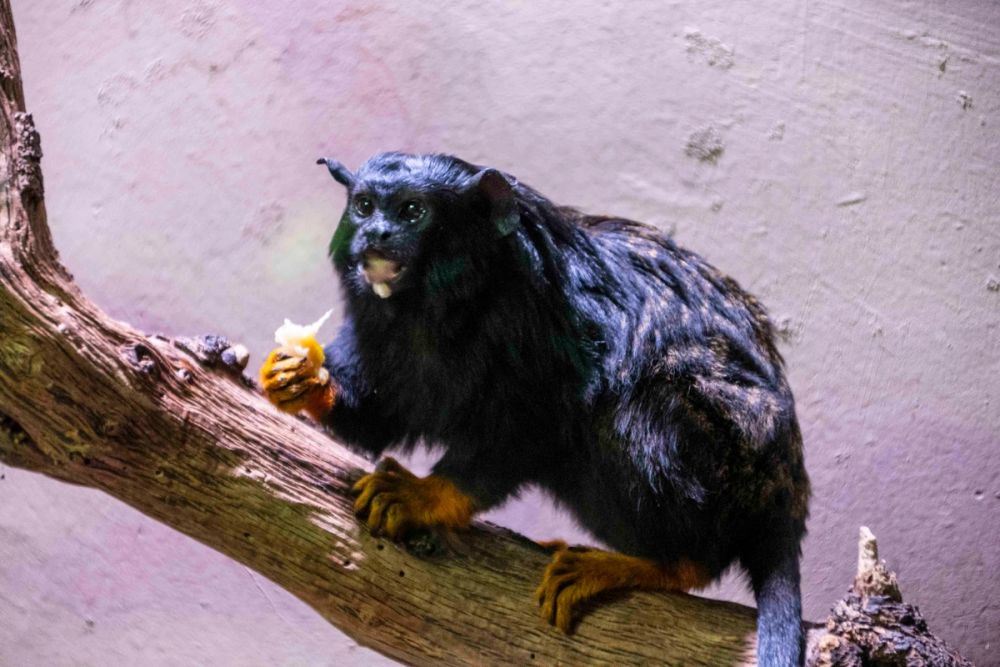Faunia 04-08-2026