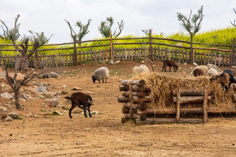 Puy Du Fou 19-03-2022