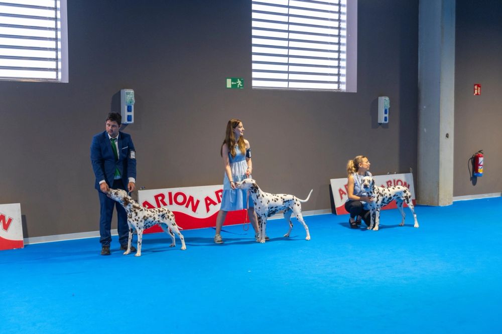 Exposicion canina (ciudad real) 02-06-2024