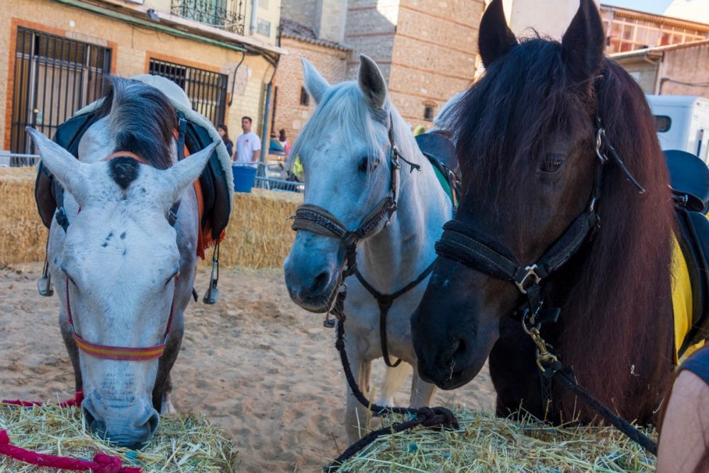 Espectaculo Carrera de caballos (Torrijos) 26-03-2023