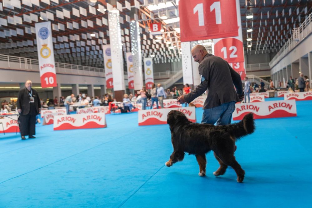 Exposicion canina (ciudad real) 01-06-2024