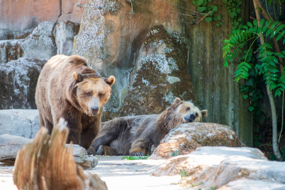 Zoo 17-08-2024