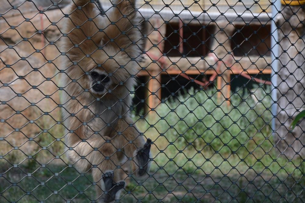 zoo 07-07-2018