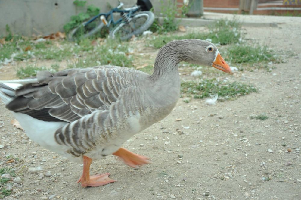 Ocas y patos en parque polvoranca (Leganes) 30-08-2014