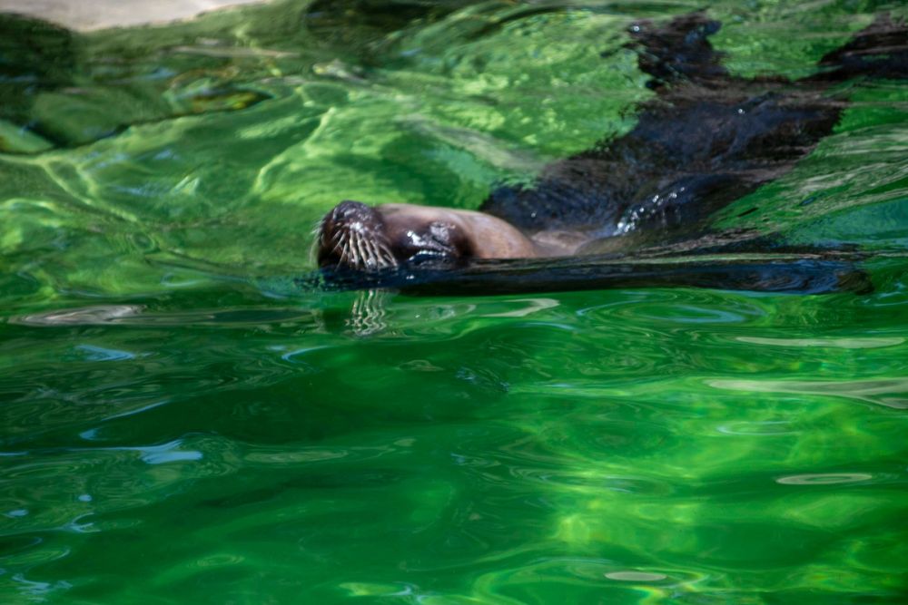 Zoo 29-07-2026