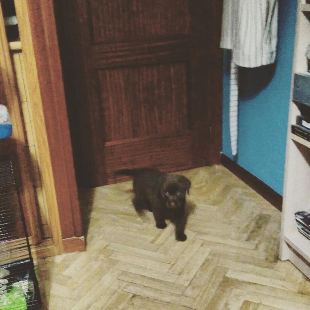 baby Conan