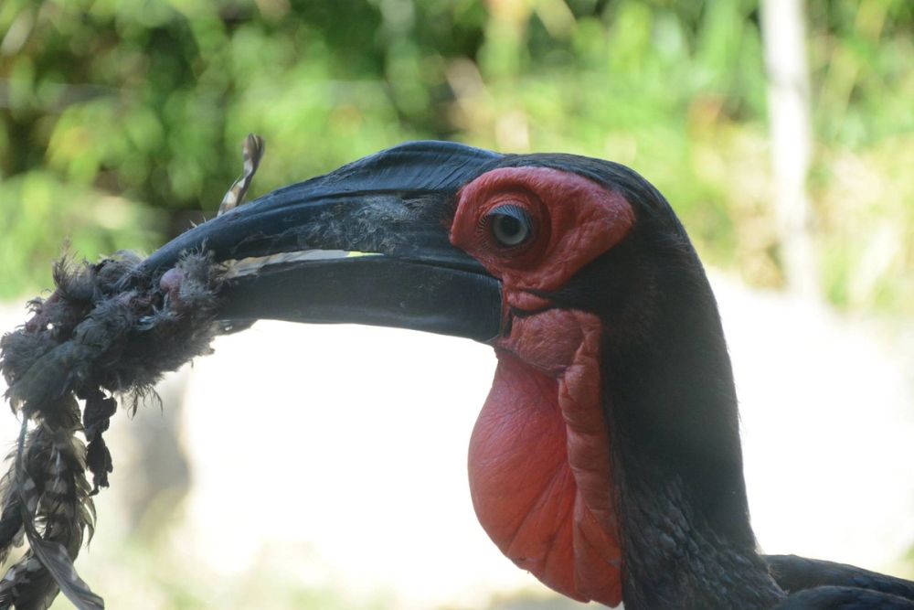 zoo 07-07-2018