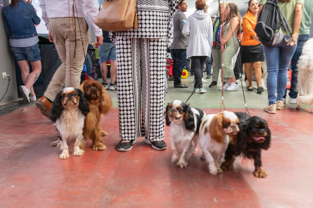 Perretes de la Exposicion canina (ciudad real) 02-06-2024