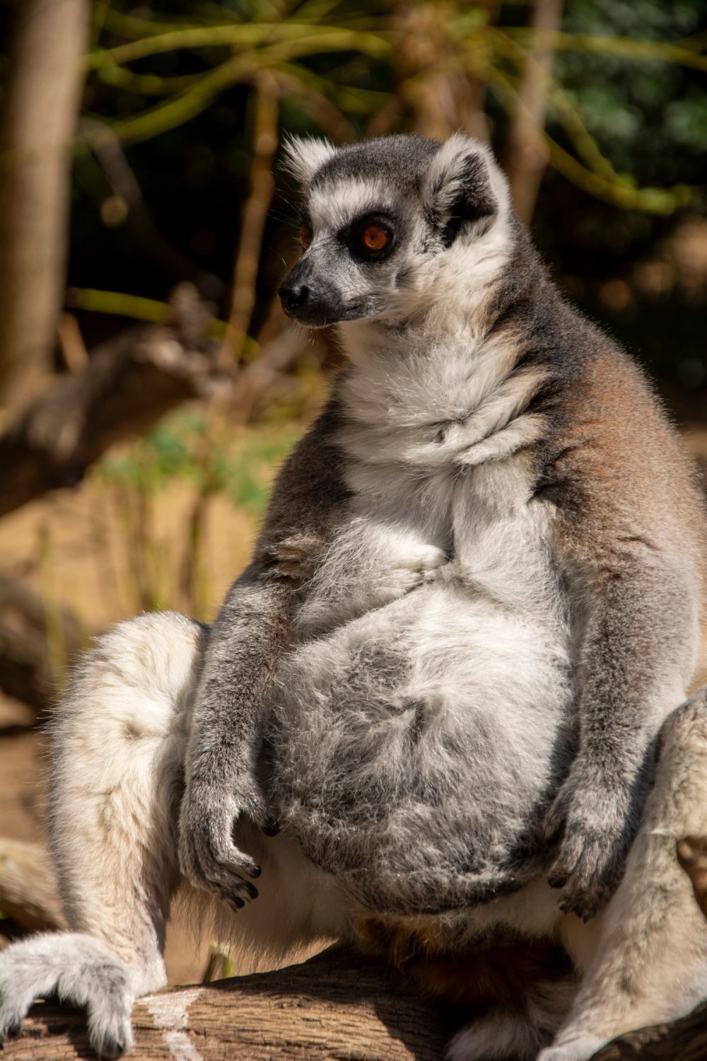 Faunia 2022