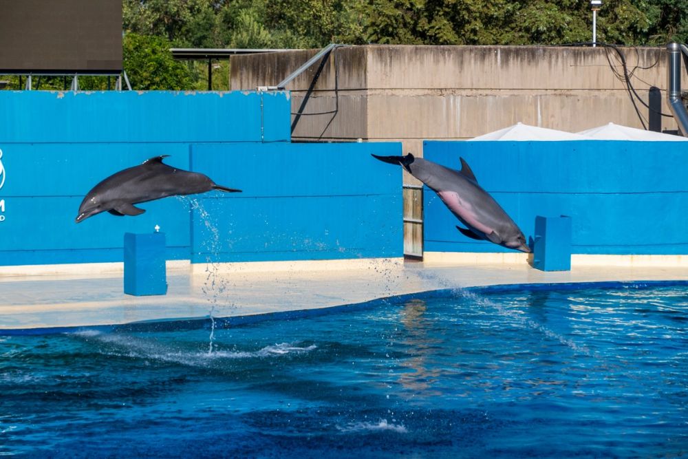 Zoo 17-08-2024