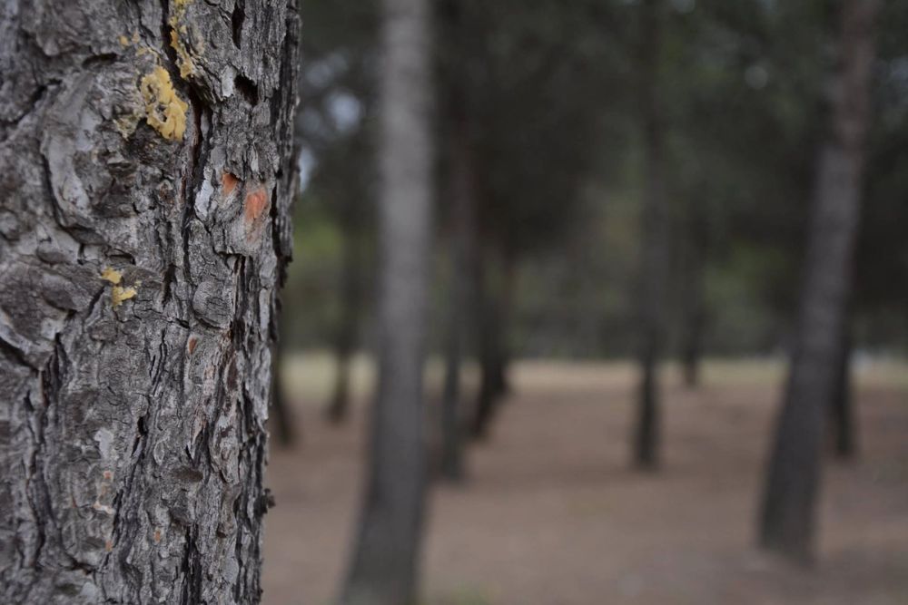 Naturaleza Parque polvoranca (Leganes) 10-06-2019