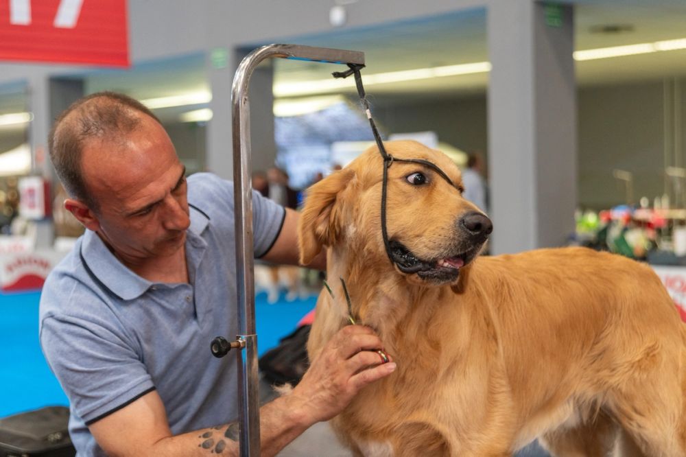 Perretes de la Exposicion canina (ciudad real) 01-06-2024