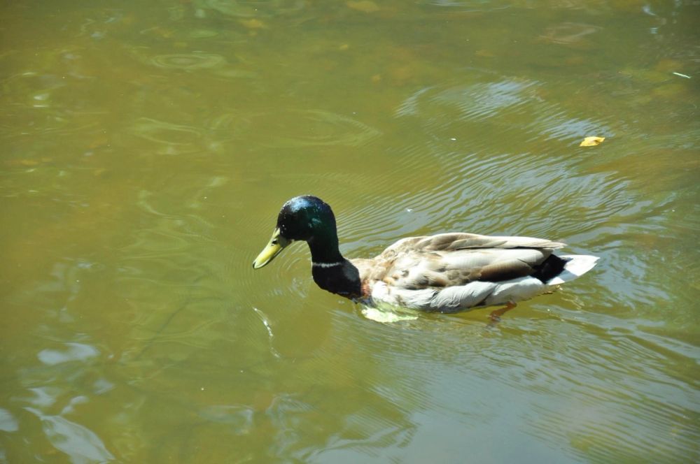 Parque del Retiro (Madrid) 30-05-2015