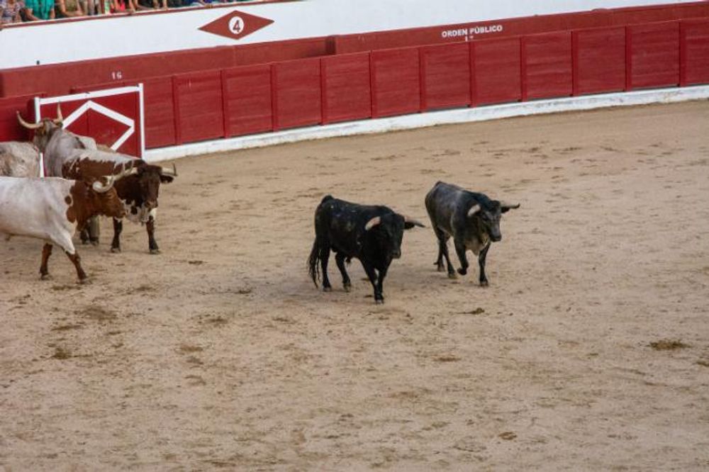 Toros en Colmenar Viejo 22-08-2019