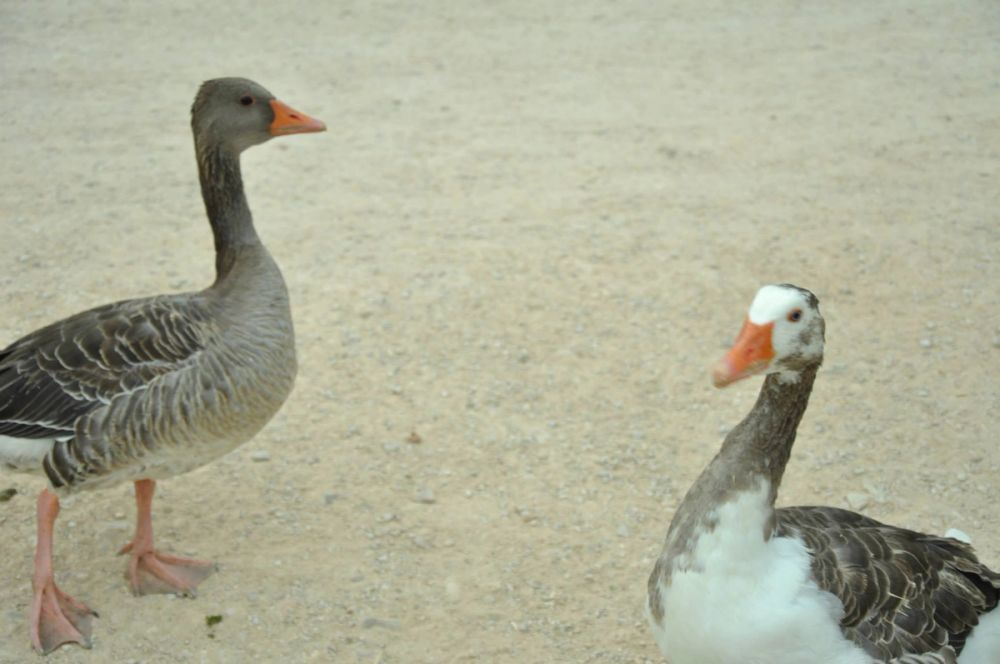 Ocas y patos en parque polvoranca (Leganes) 30-08-2014